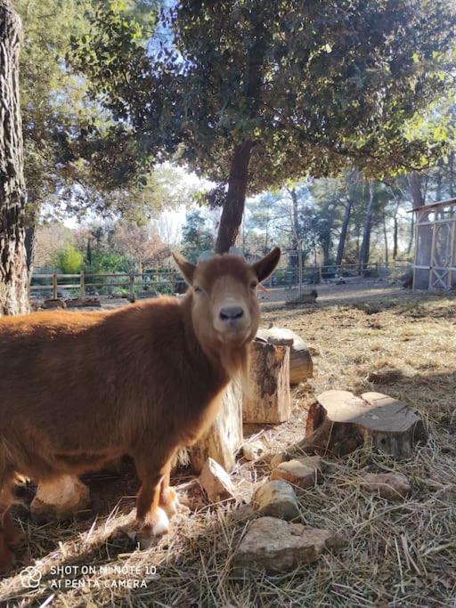 L'Autre Perle, Balneo En Supplement, Le Clos Des Perles Tourtour Εξωτερικό φωτογραφία