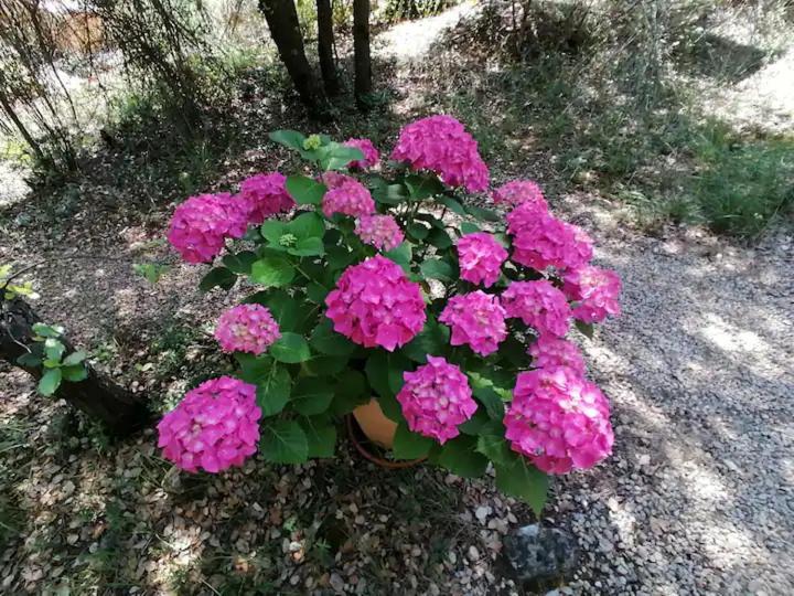 L'Autre Perle, Balneo En Supplement, Le Clos Des Perles Tourtour Εξωτερικό φωτογραφία